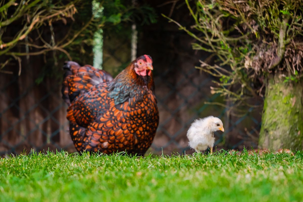 Wyandotte chicken and chick on green grass.
