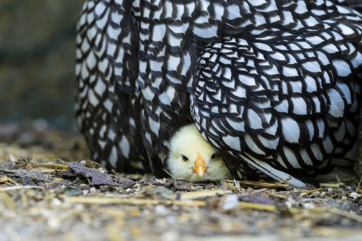 Wyandotte chick under her mother's wings.