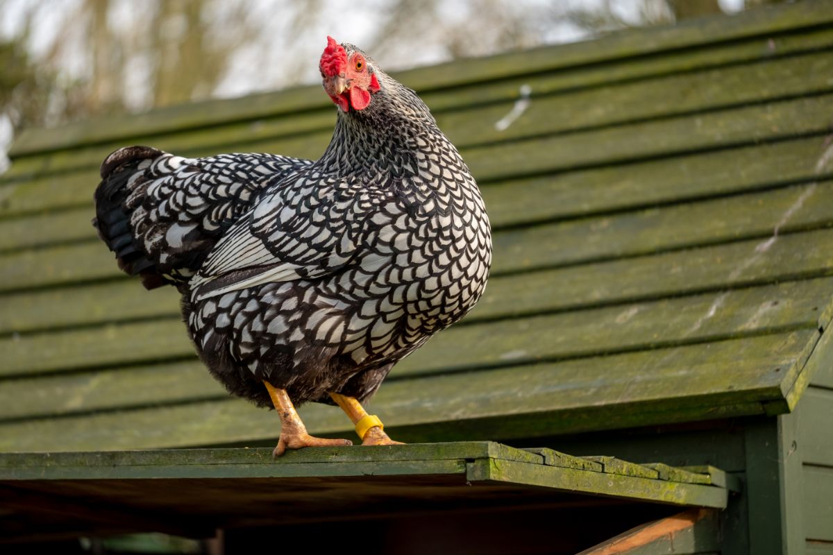 Wyandotte chicken on the roof of the coop.