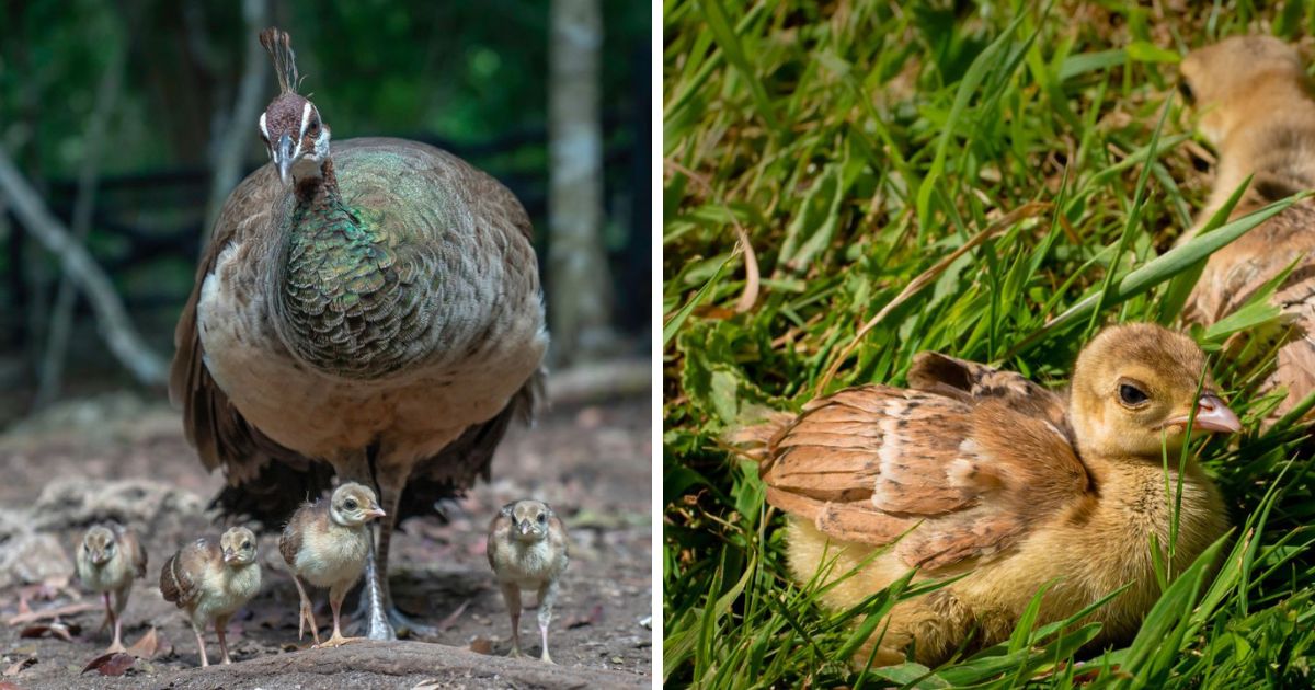 What Are Baby Peacocks Called? (Peachicks, Here's Why!) Chicken