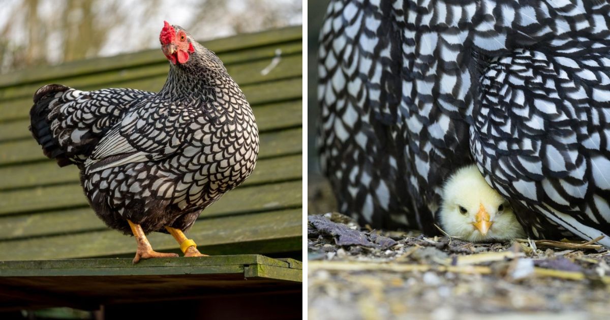 Wyandotte Hatching Eggs for Sale Near You & Online - Chicken & Chicks Info