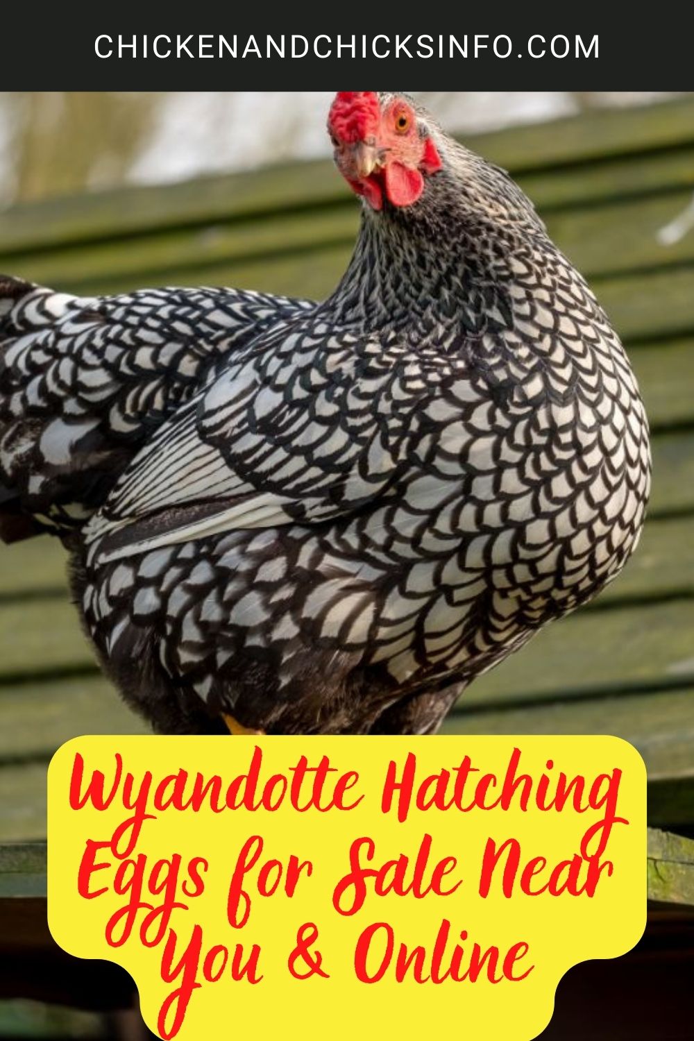 Wyandotte hatching eggs for sale poster.