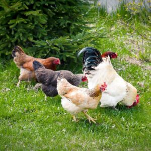 Bunch of chicken feeding on a green grass at a backyard.
