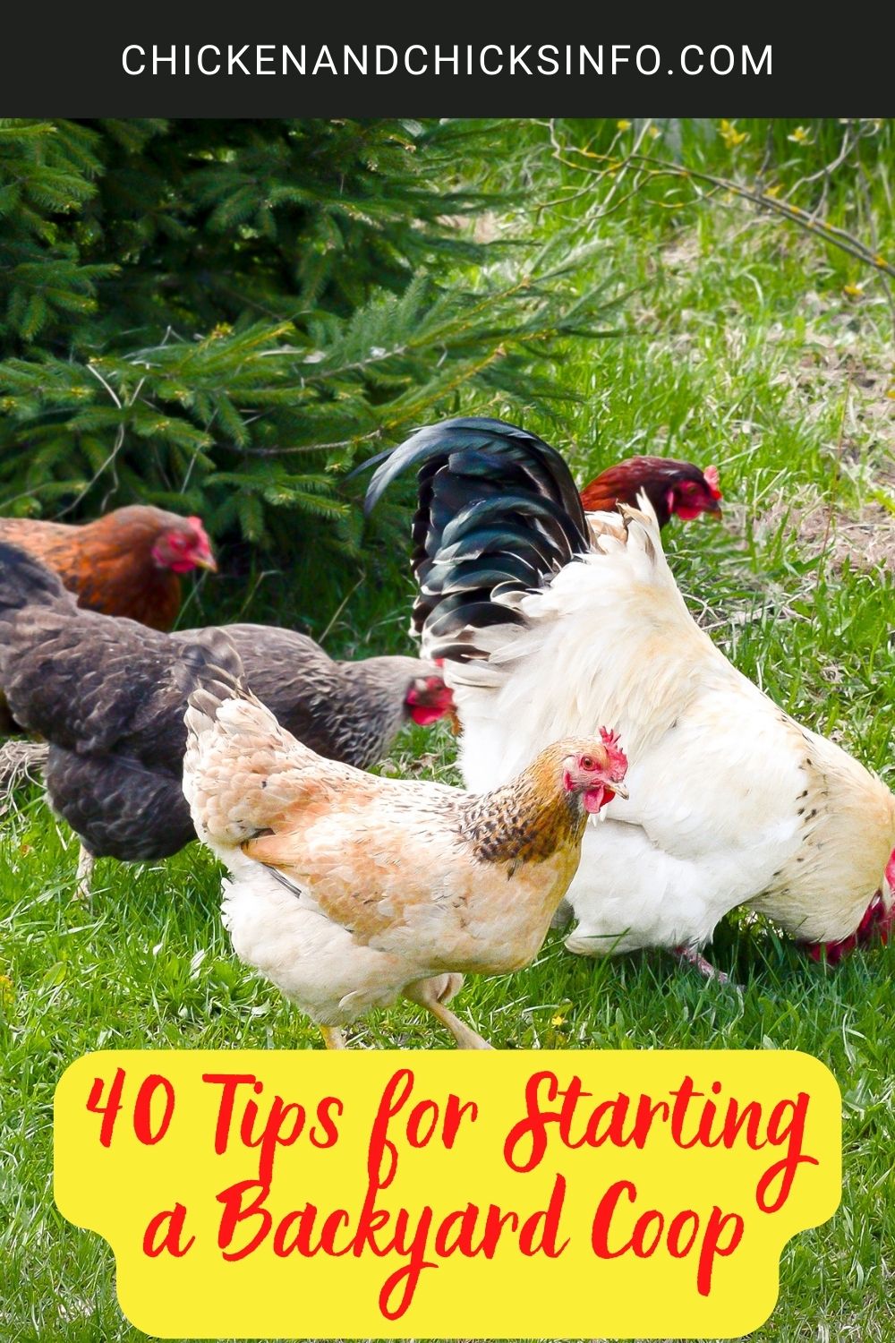 Image of a flock of chickens in a backyard.