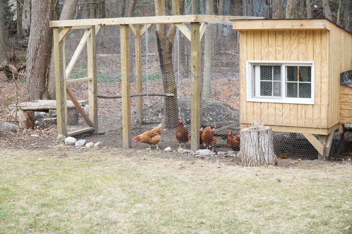 Wooden chicken coop in a backyard with few chickens.