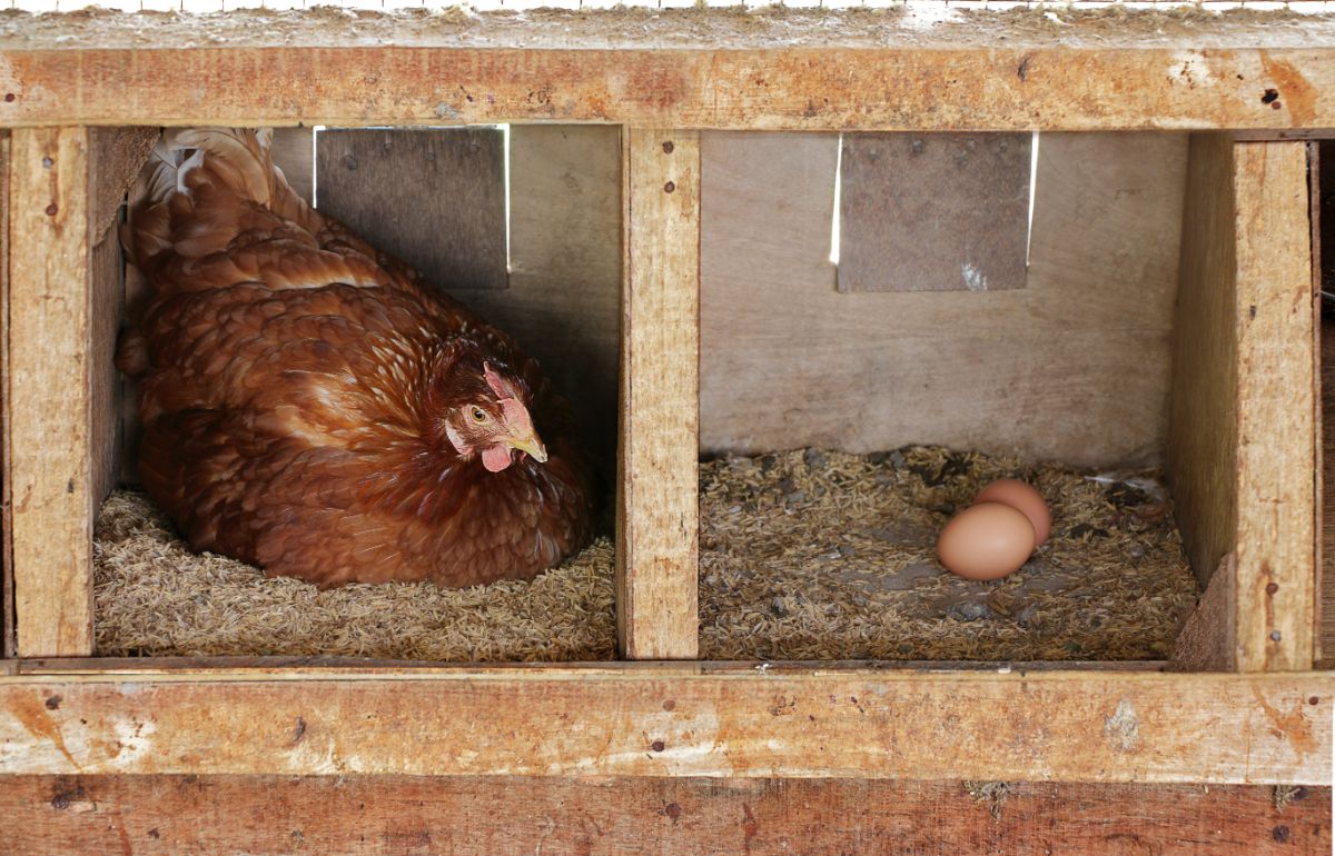 Chicken laying an egg in wooden coop.
