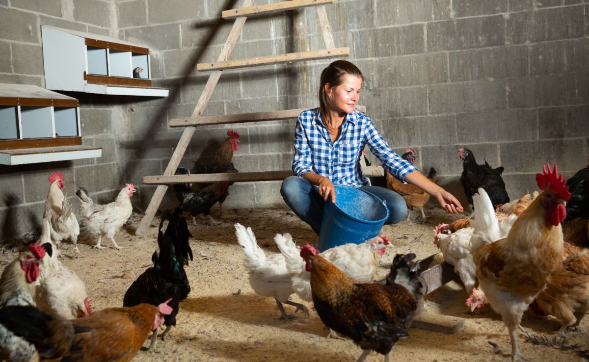Young woman holding a blue bucket and feeding chickens in a coop.