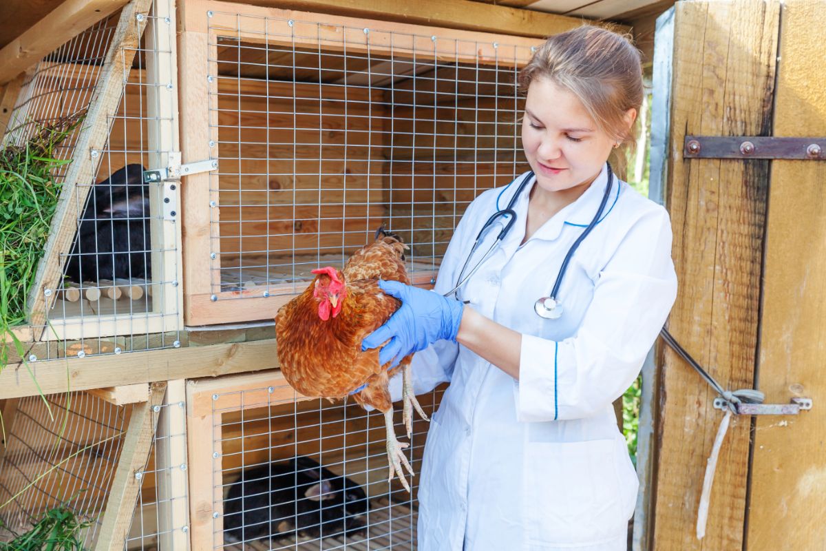 Young woman veterinary holding and inspecting a chicken.