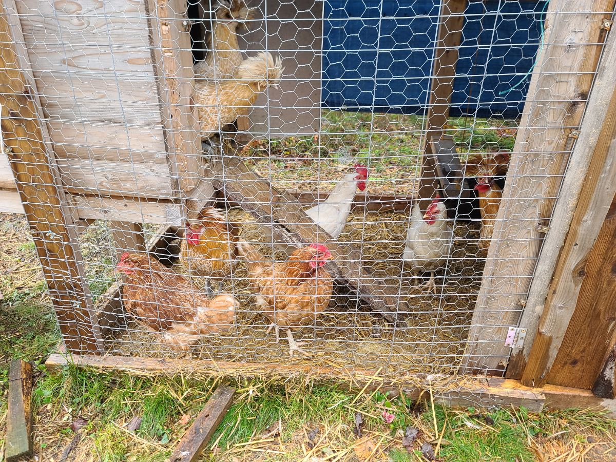 A flock of chickens caged in a coop.