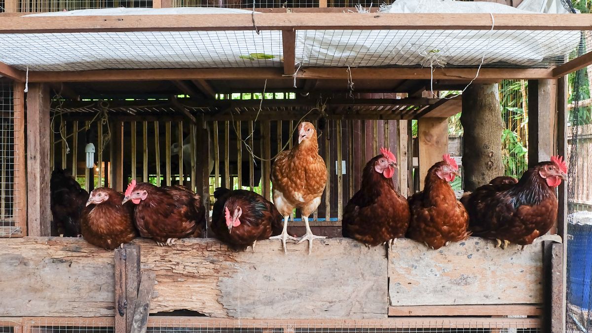 A flock of chickens resting in a coop.