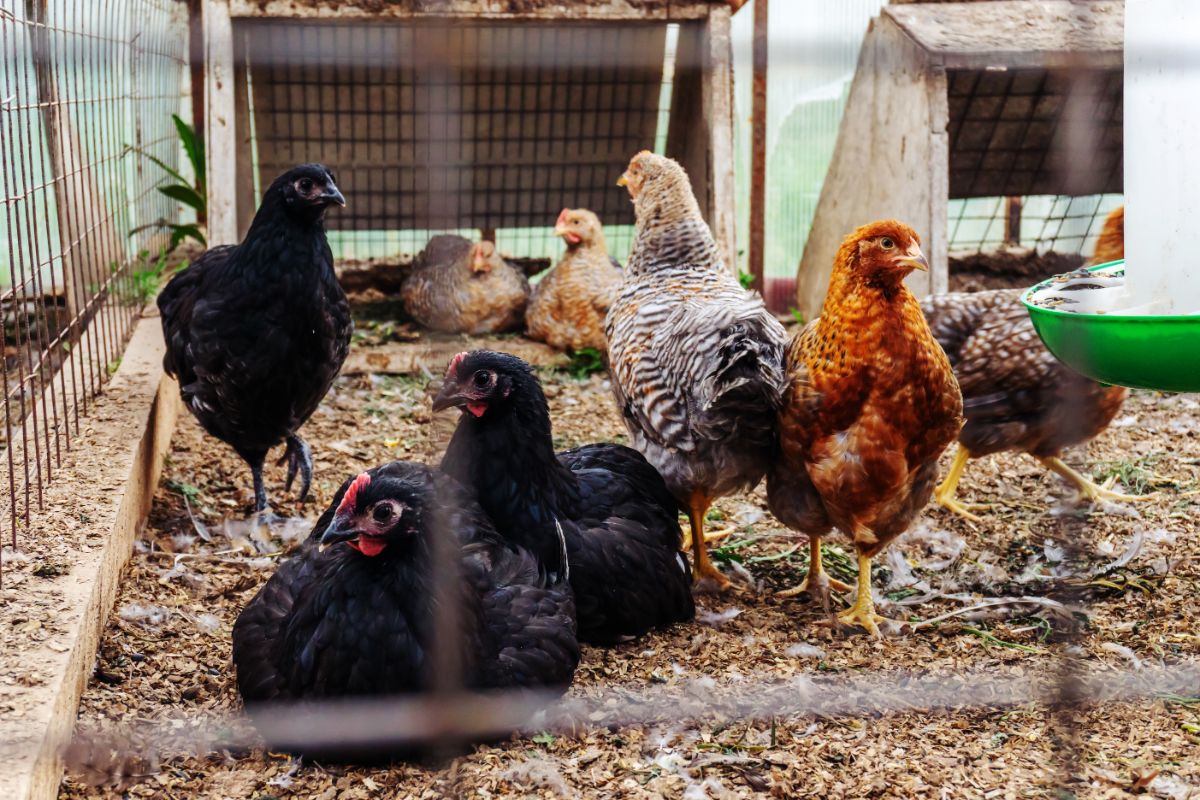 A flock of chickens with different colors in a coop.