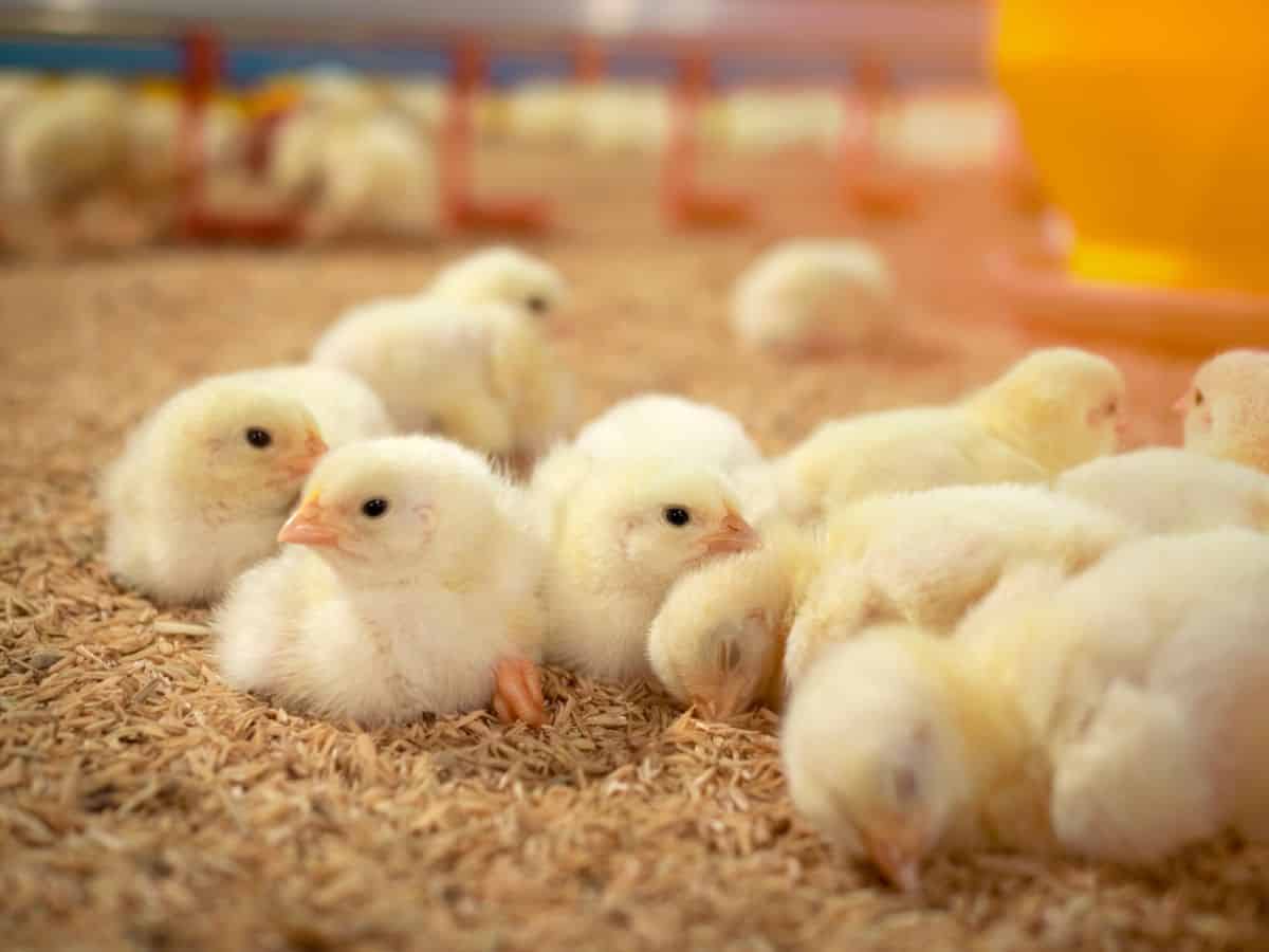 Bunch of tiny chicks resting in a coop.