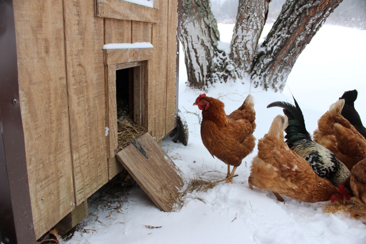 A flock of chickens outside of a coop in snow.