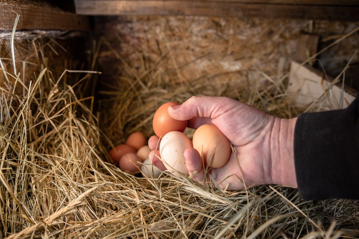 A hand holding fresh laid eggs.