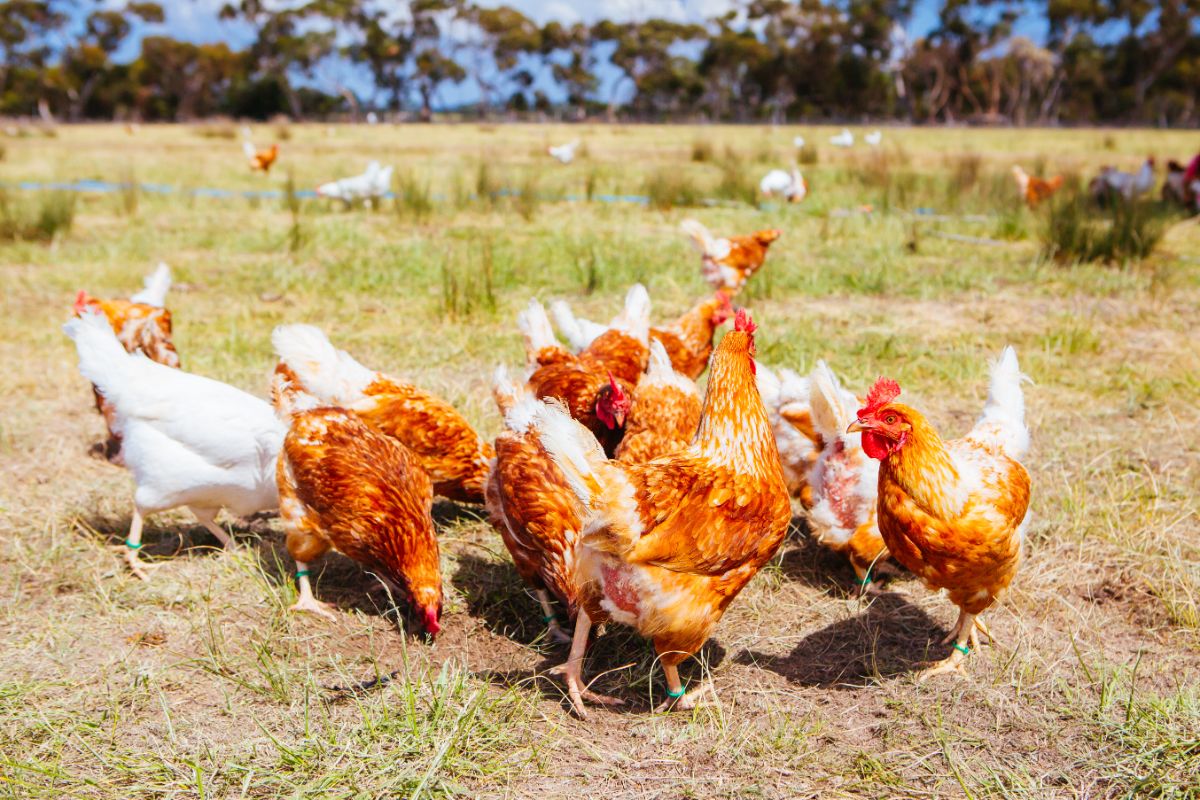 A flock of chickens in a backyard eating grass.