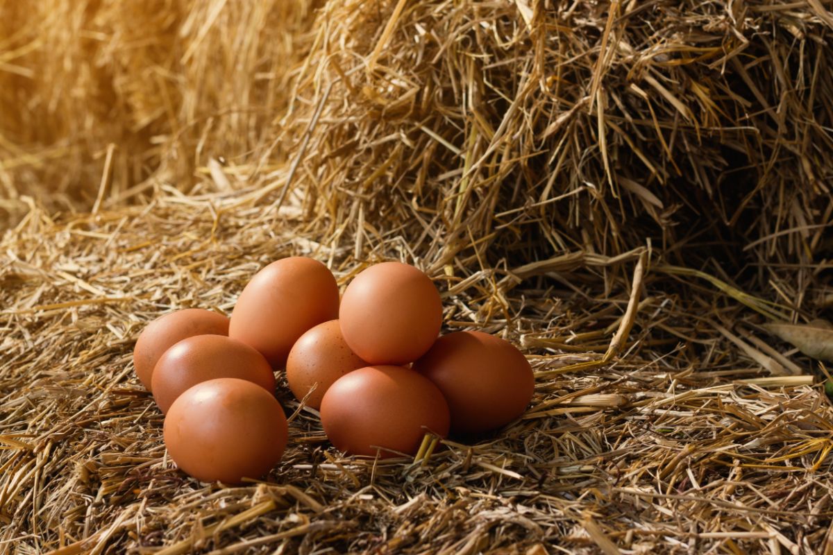 Fresh laid eggs in a chicken nest.