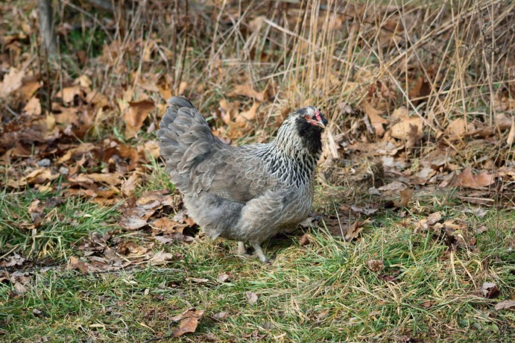 Ameraucana Chicken Breed Info + Where to Buy Chicken & Chicks Info