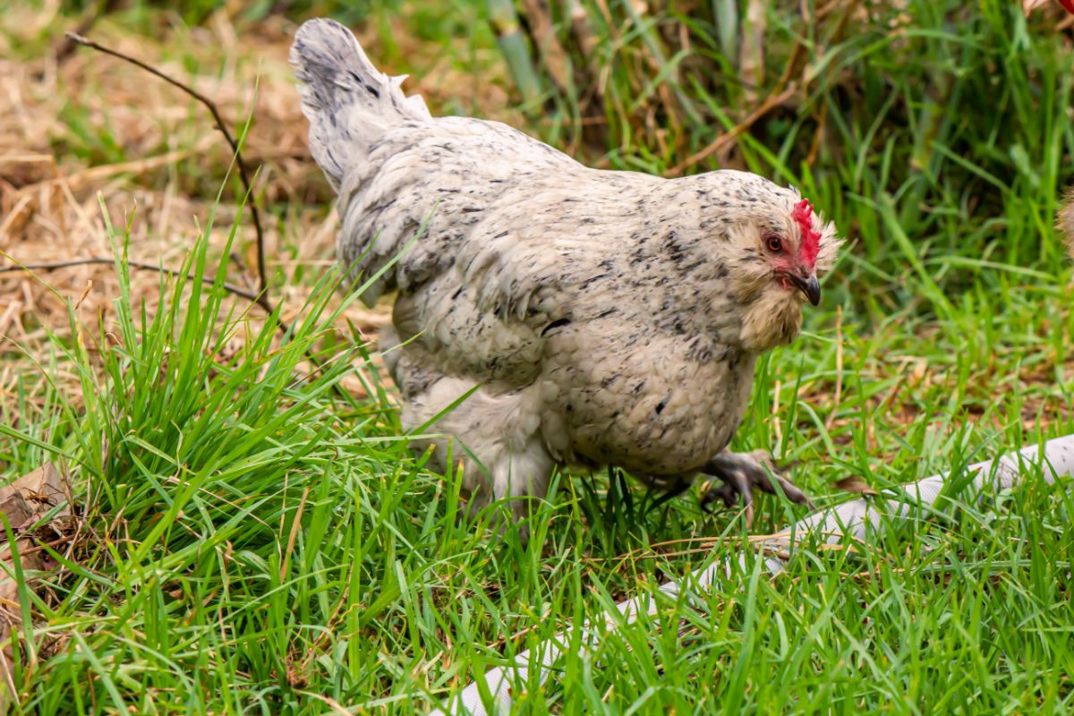 Ameraucana Chicken lifting one leg over a pipe on green grass.