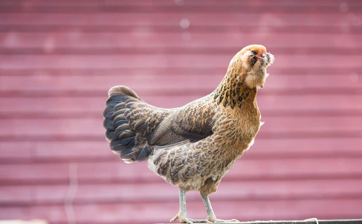 Ameraucana Chicken standing on a fence.