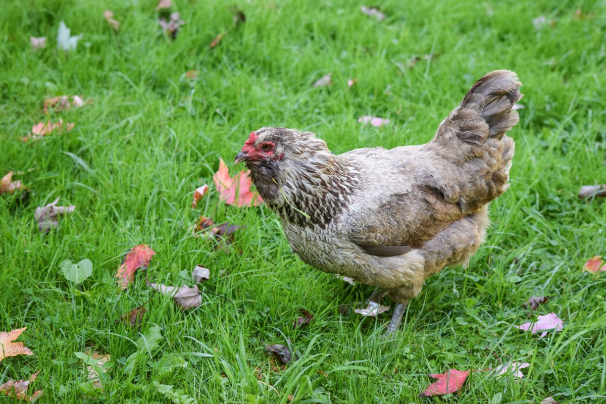 Ameraucana Chicken standing on green grass with fallen leaves.