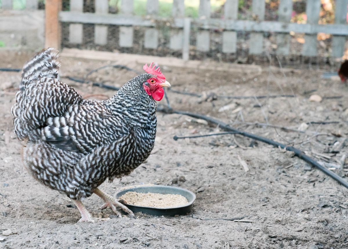 Barred rock chicken standing next to a bowl of grain.