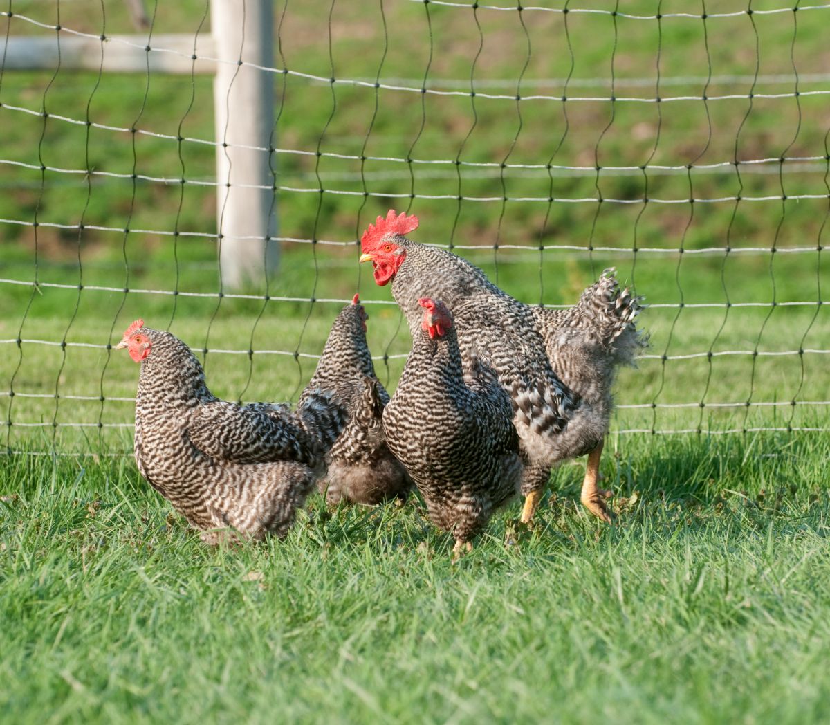 Barred rock chicken and rooster on green grass.