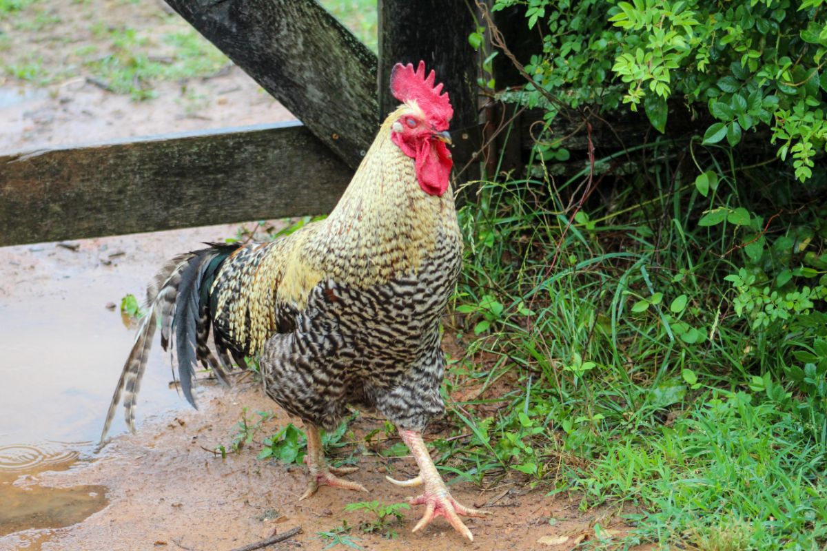 Large barred rock rooster near a wooden gate.