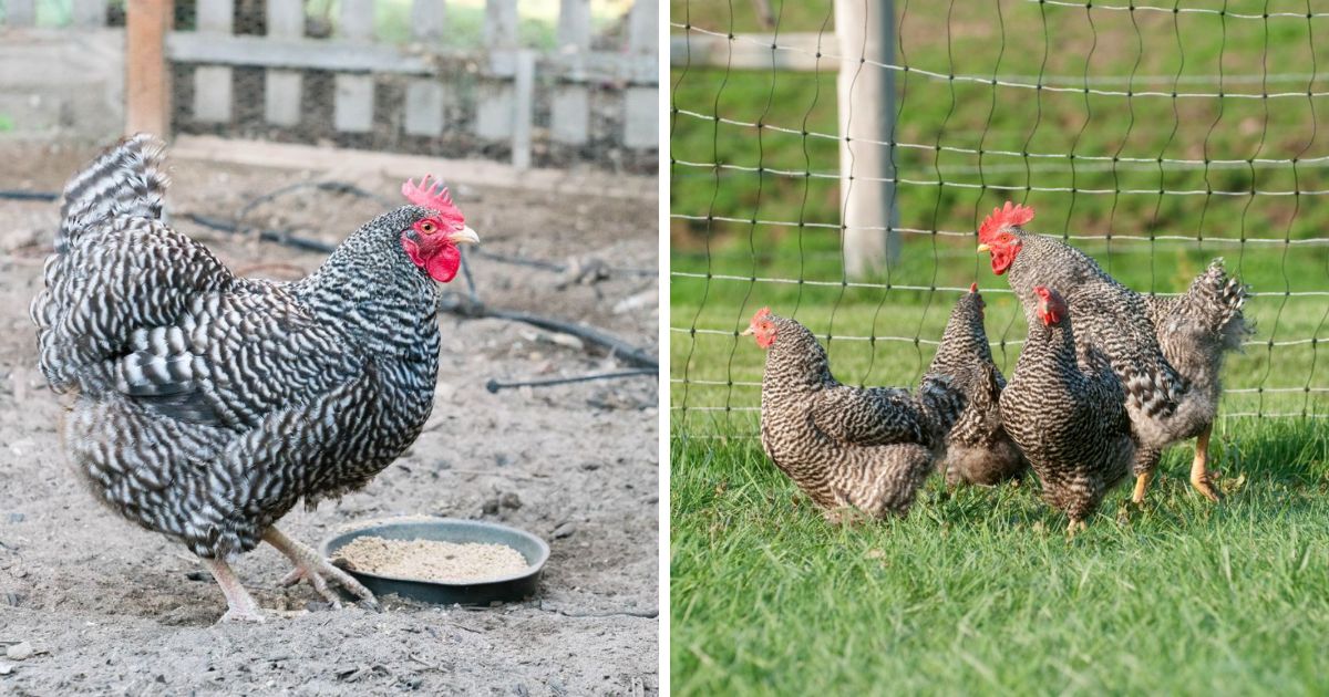 Barred Rock Chicken Breed Info + Where to Buy - Chicken & Chicks Info