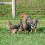 Barred rock chickens and rooster on green grass.