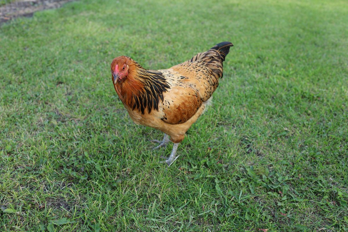 Easter Egger chicken standing on green grass.