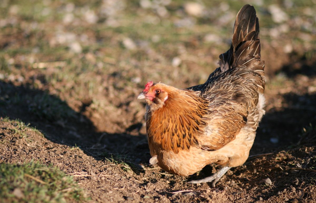 Easter egger chicken sitting in soil.