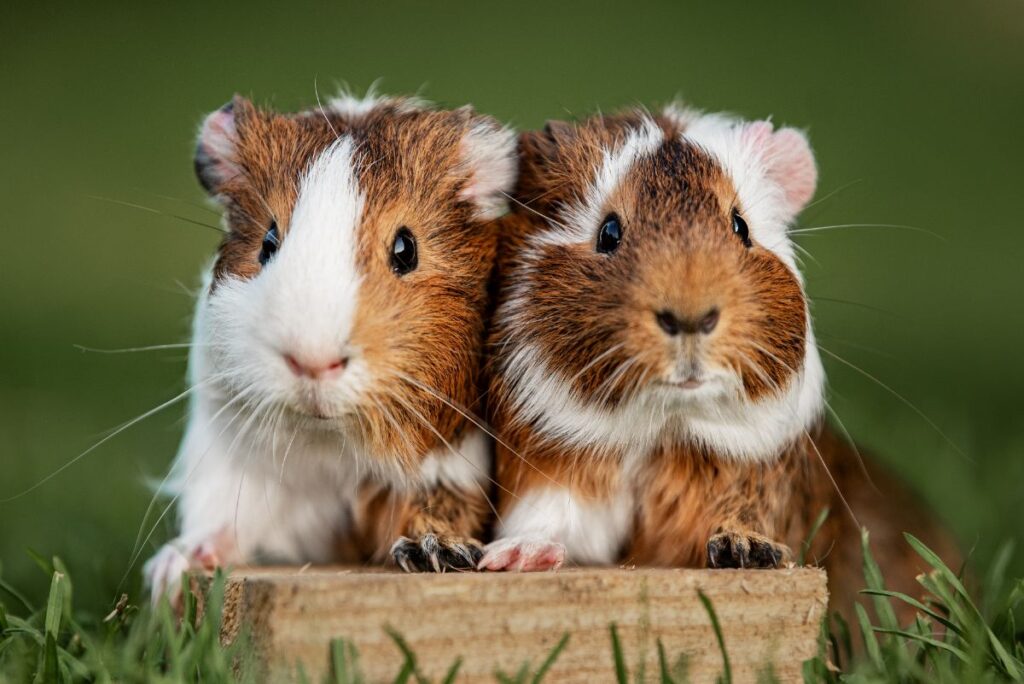 Can Guinea Pigs Live With Chickens? (Explained) Chicken & Chicks Info