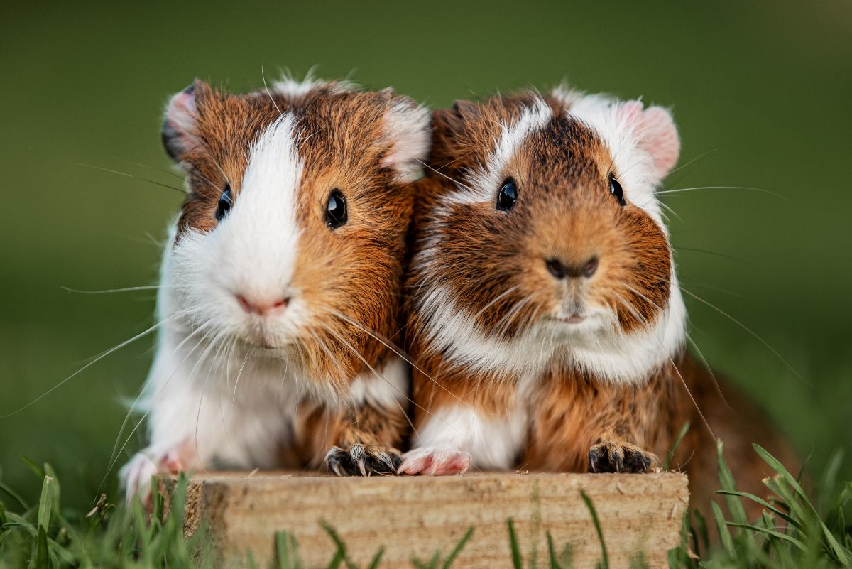 Two cute-looking guinea pigs outdoor.