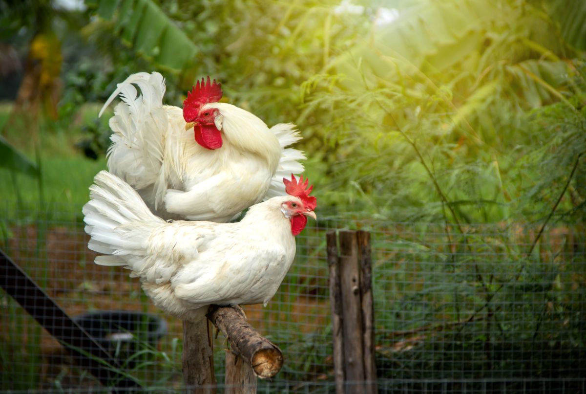 Two leghorn chickens standing and sitting on a wooden stick.