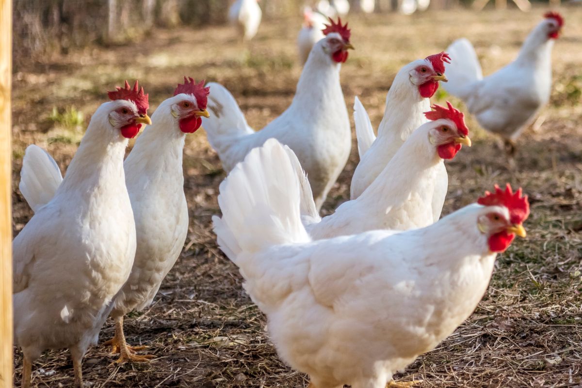 Bunch of white leghorn chickens in a backyard.