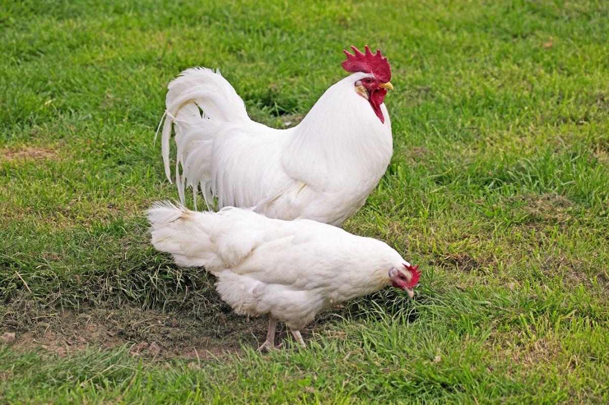 Leghorn rooster and chicken standing on green grass.