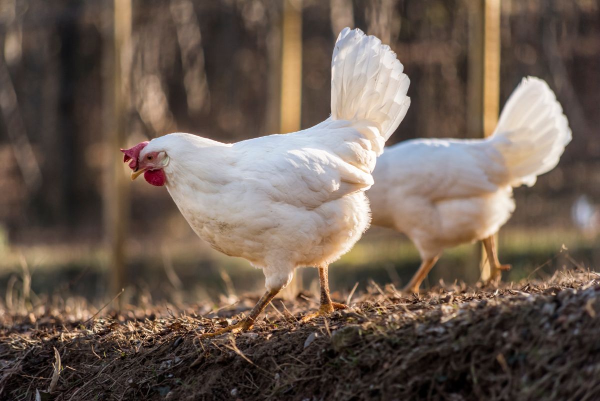 Two leghorn chickens walking in the backyard.