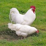Leghorn rooster and chicken standing on green grass.