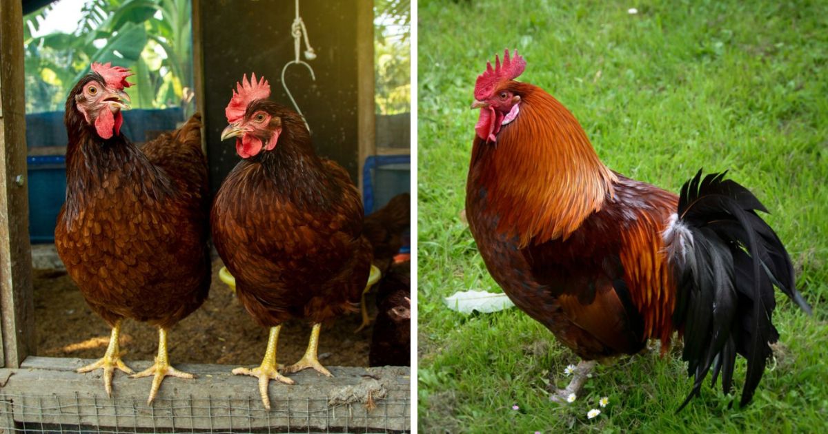 Rhode Island Red Chicken Breed Info Chicken & Chicks Info