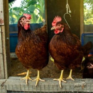 Two rhode island red breed female standing at a coop enterance.