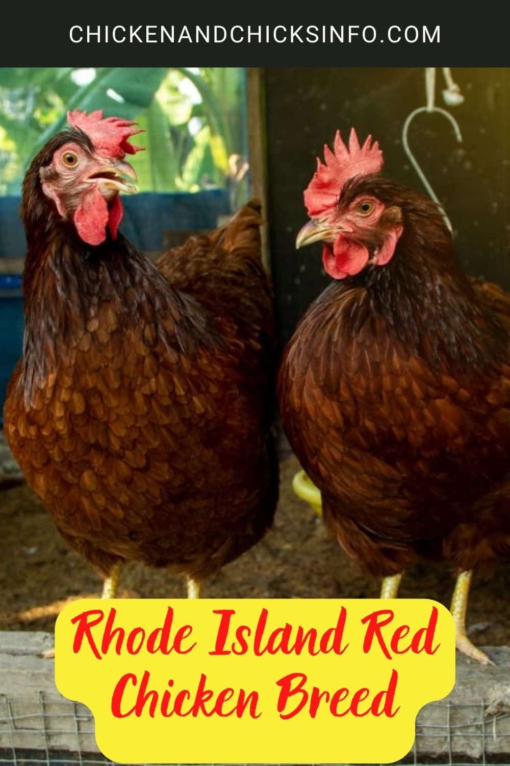 Rhode Island Red Chicken Breed poster.