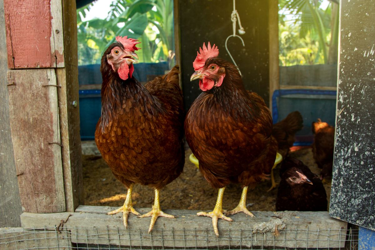 Two Rhode Island Red chicken standing at the entrance to a coop.