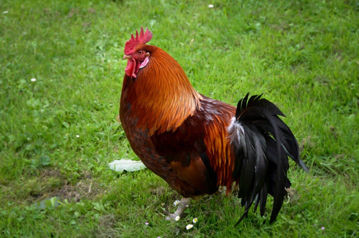 Big strong-looking Rhode Island Red rooster.
