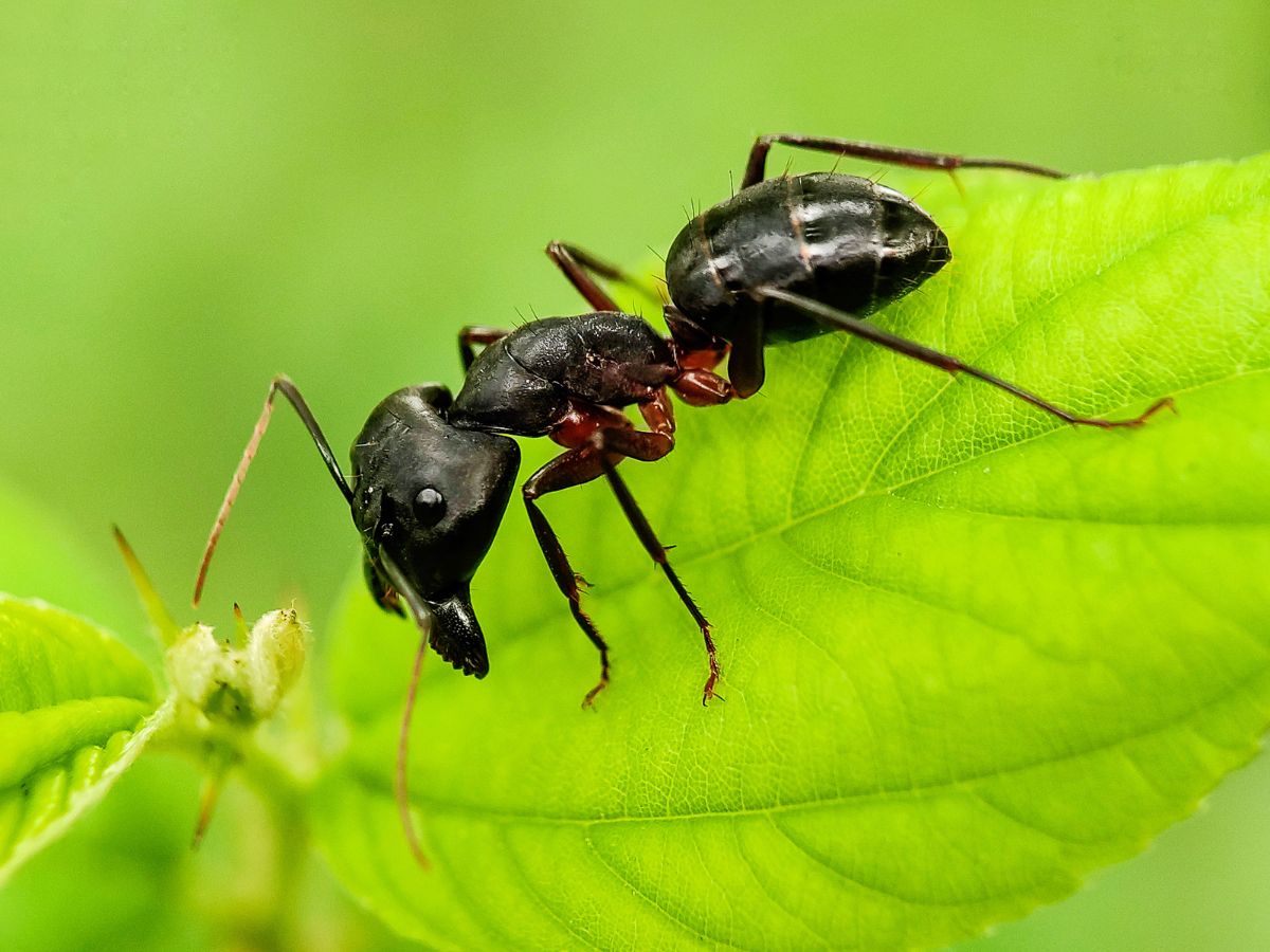 Black ant on a green leaf close-up.
