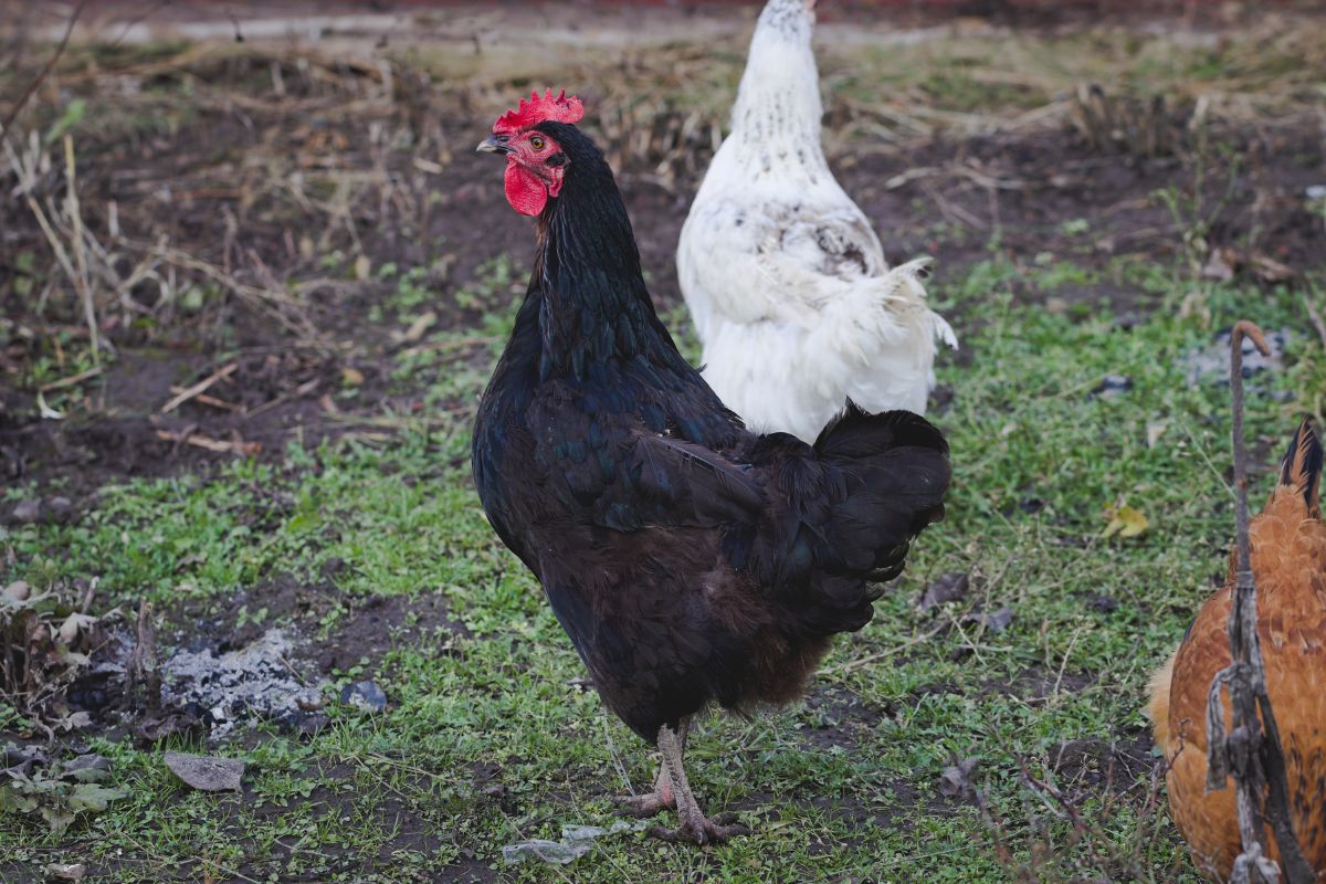 A black and a white chicken wandering in a backyard.
