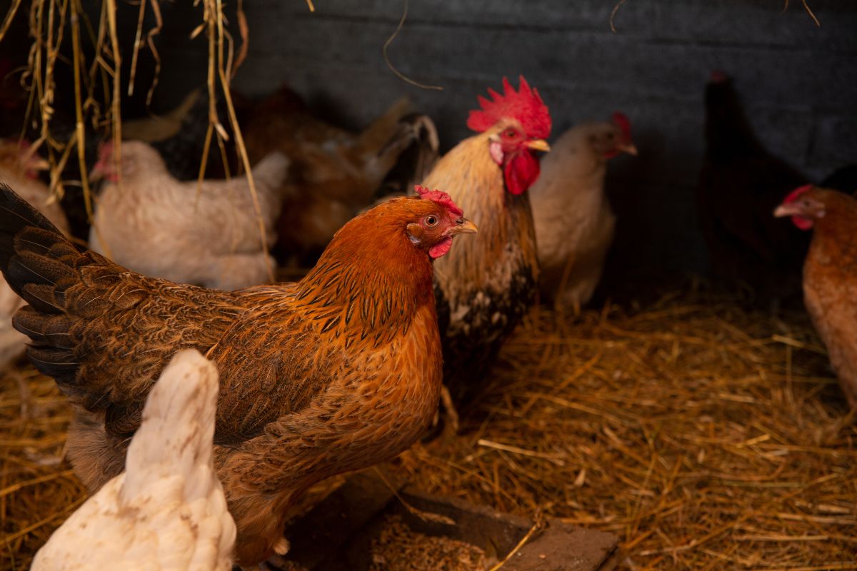 Chickens in a coop during the night.