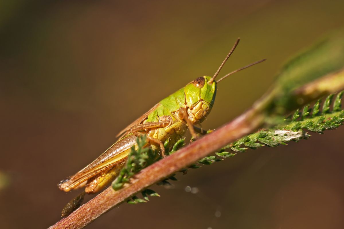 A green grasshopper on a plant stem.