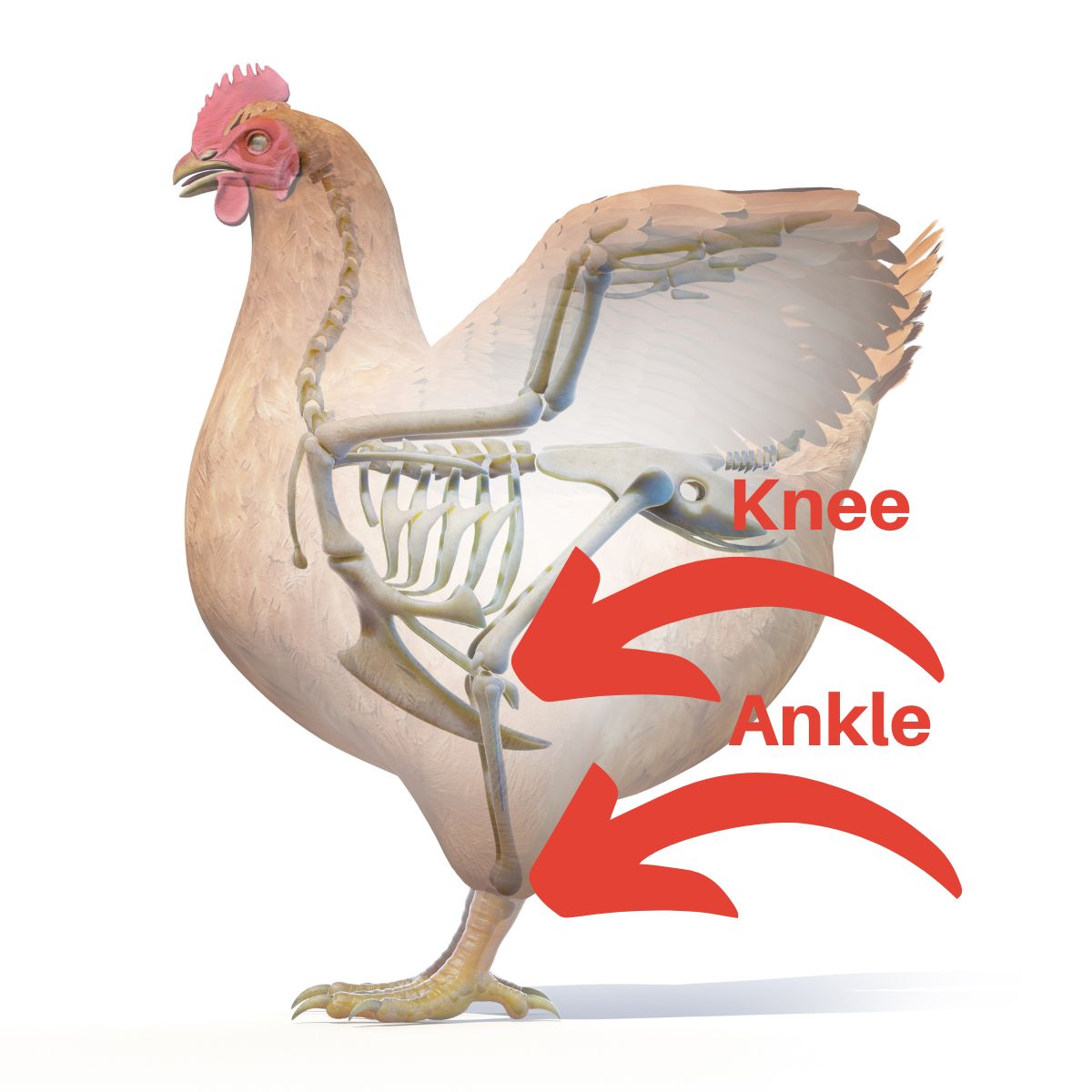 Skeletal anatomy of a chicken.