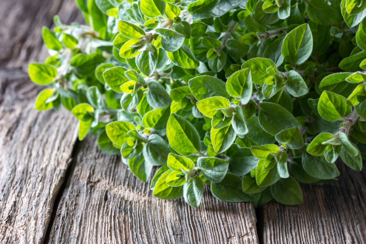 Freshly picked oregano on a wooden table.
