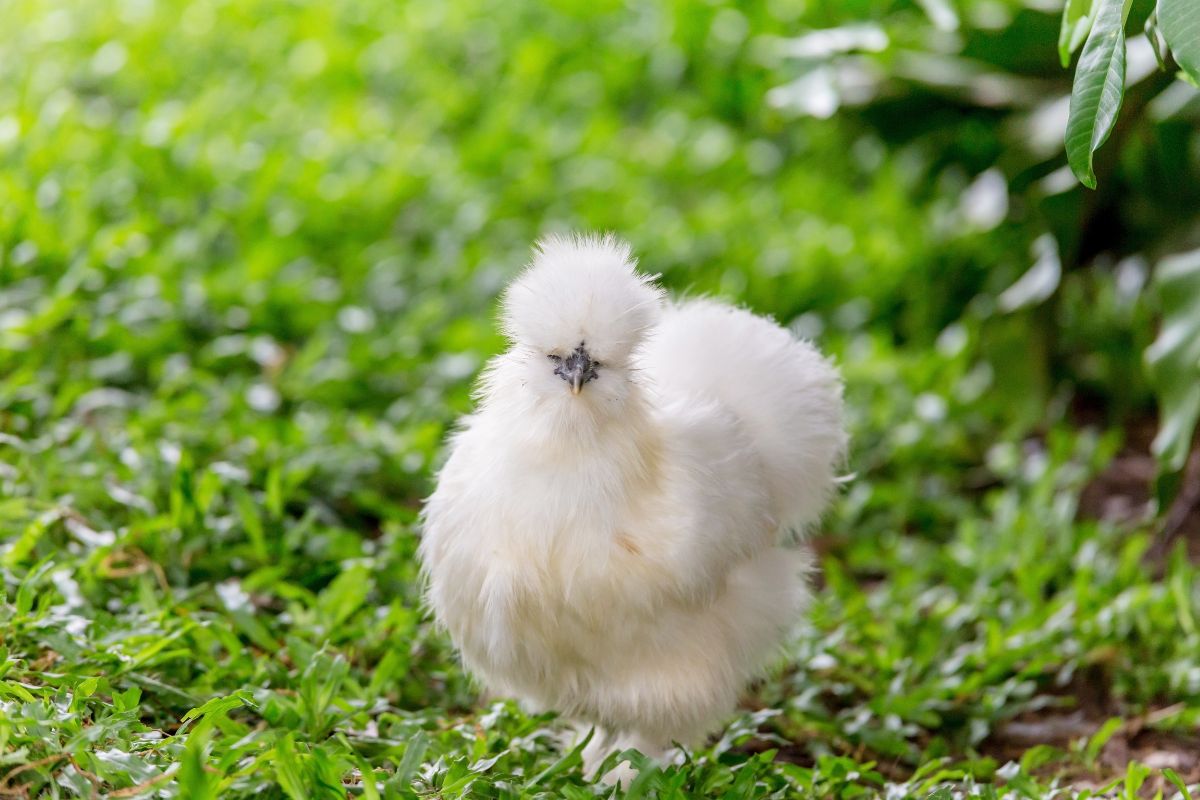 White SIlkie chicken in a backyard.